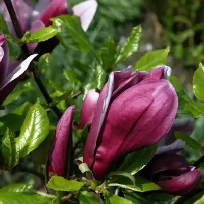 Магнолия НИГРА в Гродно