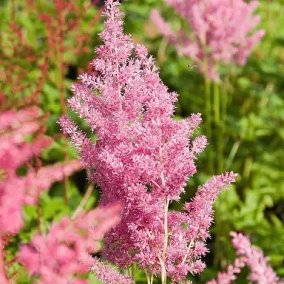 Астильба РЕЙНЛЕНД японская в Гродно