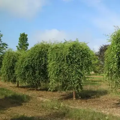 Береза САММЕР КАСКАД черная в Гродно