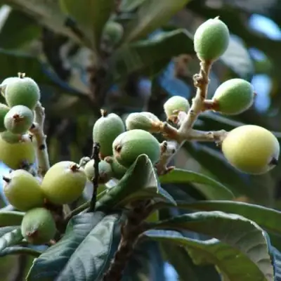 МУШМУЛА  в Гродно