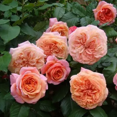 Роза ЧИППЕНДЕЙЛ чайно-гибридная в Гродно