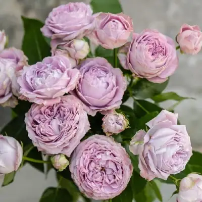 Роза ЛАВАНДЕР БАБЛС спрей в Гродно