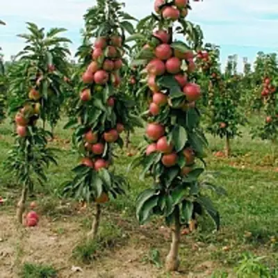 Яблоня ЯНТАРНОЕ ОЖЕРЕЛЬЕ колонновидная в Гродно