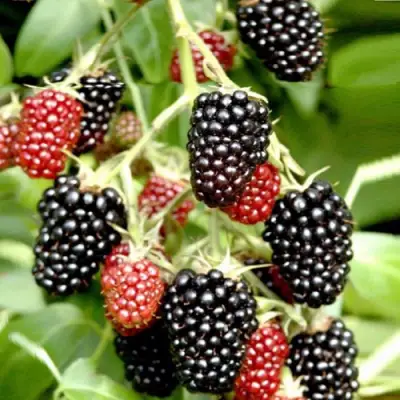 Ежемалина ДАРРОУ в Гродно