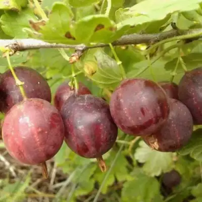 саженцы крыжовника смена