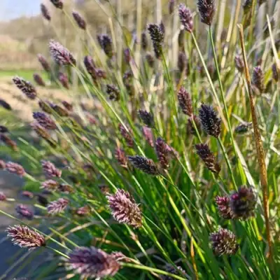 Сейслерия ХЕФЛЕРА в Гродно