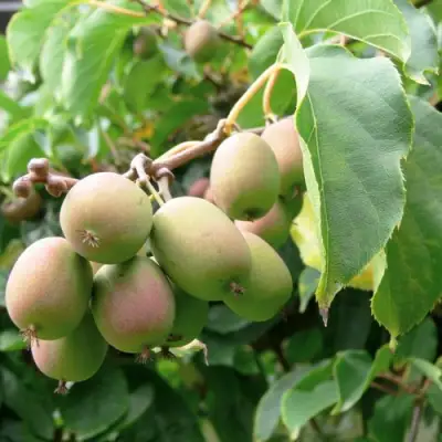 Актинидия ЛЮСИ аргута  в Гродно