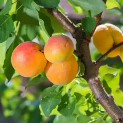 Абрикос РИТАУСМА в Гродно