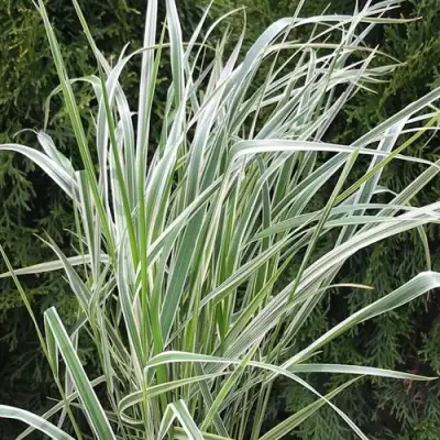 Вейник ОВЕРДАМ остроцветковый в Гродно