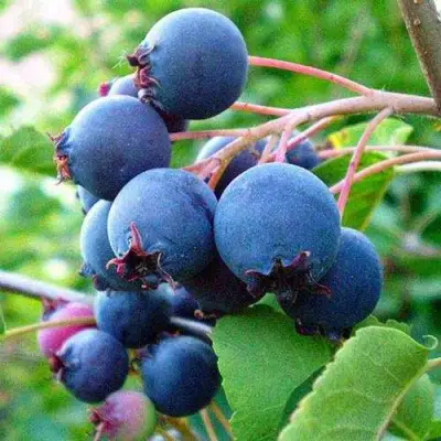 Ирга ПЕМБИНА в Гродно