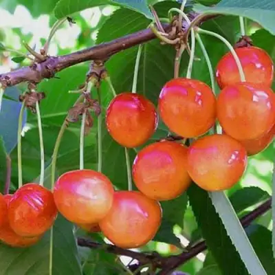 Черешня НАСЛАЖДЕНИЕ в Гродно