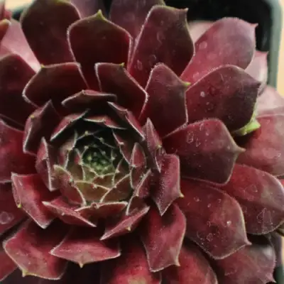 Молодило БЛЭК МОУНТЭЙН в Гродно