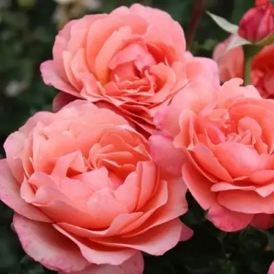 Роза КОРАЛ ЛИОНС РОУЗ флорибунда в Гродно