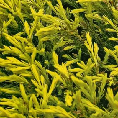 Можжевельник ЛАЙМ ГЛОУ горизонтальный  в Гродно