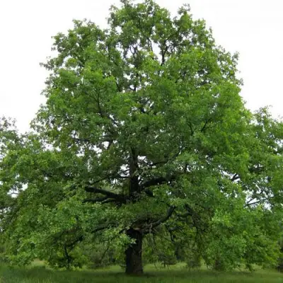 Дуб черешчатый в Гродно