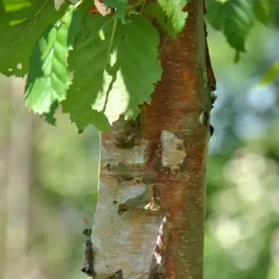 Береза бумажная в Гродно