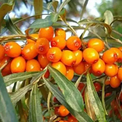 Облепиха БОТАНИЧЕСКАЯ в Гродно