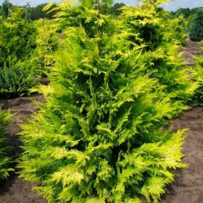 Кипарисовик ГОЛДЕН ВОНДЕР лавсона в Гродно