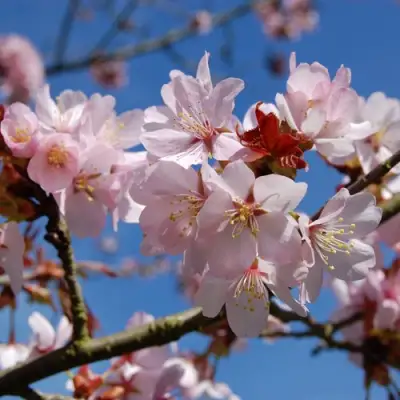 Вишня РАНЧО САРЖЕНТА в Гродно