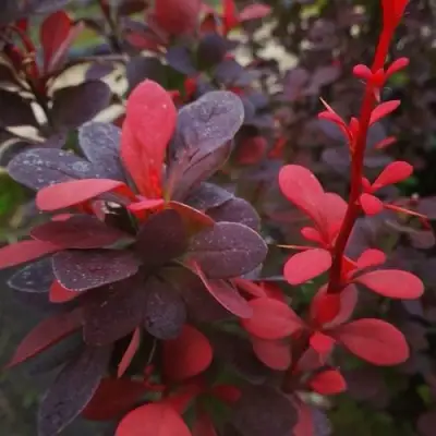 Барбарис РЕД ПИЛЛАР тунберга в Гродно