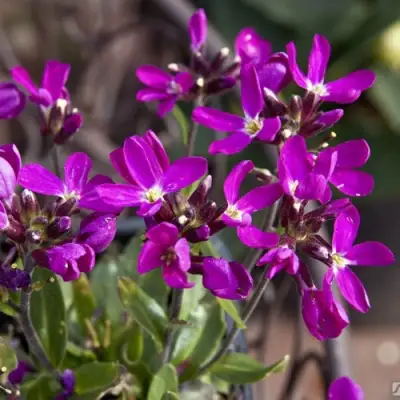 Арабис РОУЗ делайт в Гродно