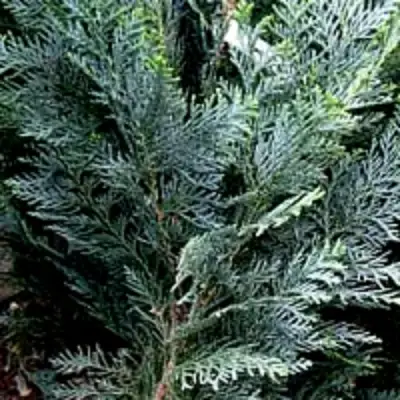 Кипарисовик ДАРТС БЛЮ РИББОН лавсона в Гродно