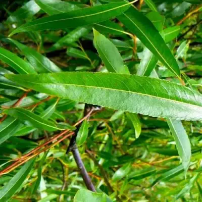 Ива ломкая  в Гродно