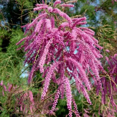 Тамарикс ПИНК КАСКАД в Гродно