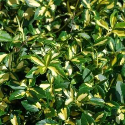 Бересклет САНСПОТ форчуна в Гродно