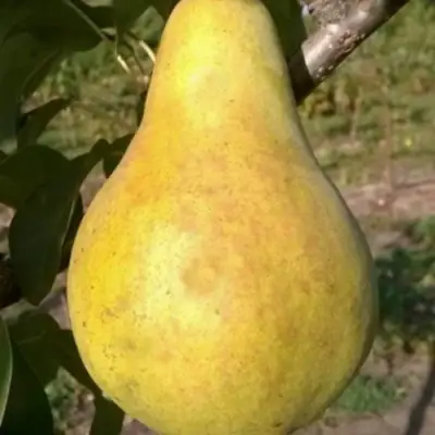 Груша КОНКОРД в Гродно