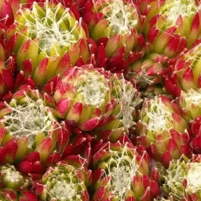 Молодило ХУКЕРА в Гродно