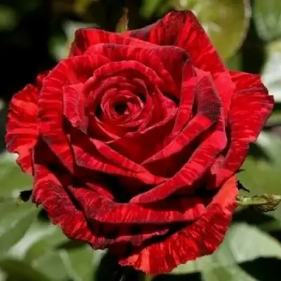 Роза РЕД ИНТУИШН чайно-гибридная в Гродно