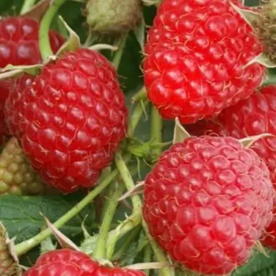 Малина КОЛОКОЛЬЧИК в Гродно