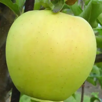 Яблоня ГОЛДЕН ДЕЛИШЕС в Гродно