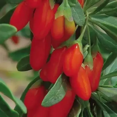 Годжи ВЯЧЕСЛАВ в Гродно