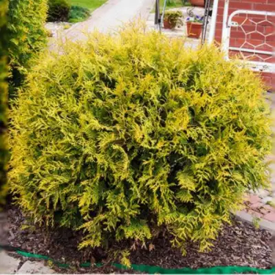 Туя КОЛЛЕРС ГОЛД складчатая в Гродно