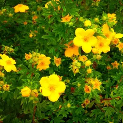 Лапчатка ГОЛДФИНГЕР кустарниковая в Гродно