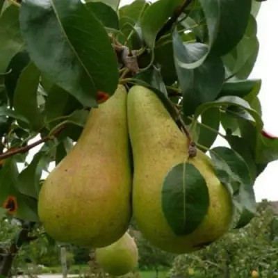 Груша КОНКОРД в Гродно