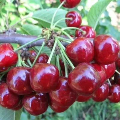 Вишня ДЕСЕРТНАЯ МОРОЗОВОЙ в Гродно