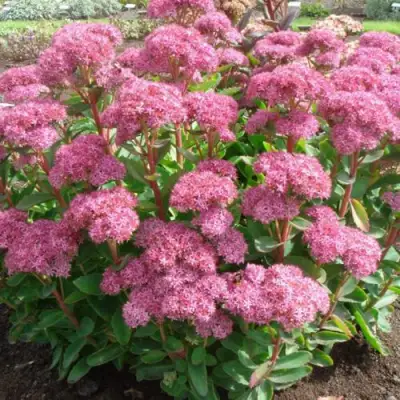 Очиток (седум) КАРЛ видный в Гродно