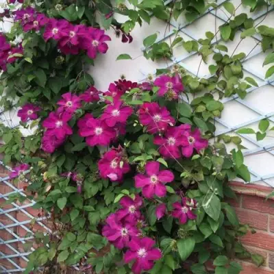 Клематис ЭРНЕСТ МАРКХАМ в Гродно