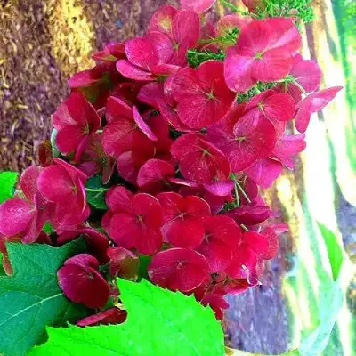 Гортензия АМЕТИСТ дуболистная в Гродно