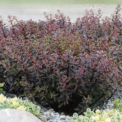 Очиток (седум) САНСПАРКЛЕР ДЖЕЙД ТАФФЕТ в Гродно