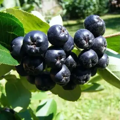 Рябина НЕРО черноплодная в Гродно