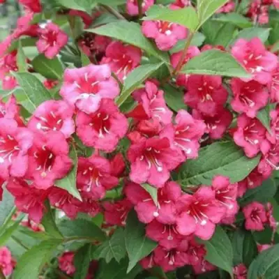 Вейгела БРИСТОЛЬ РУБИ в Гродно