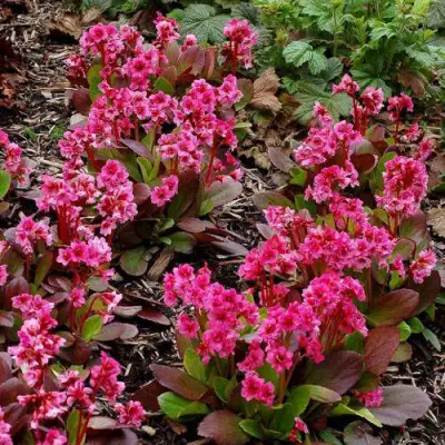 Бадан ФЛИРТ в Гродно