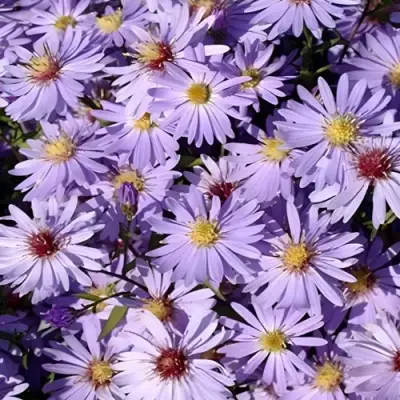 Астра БЛЮ ХЕВЕН сердцелистная в Гродно