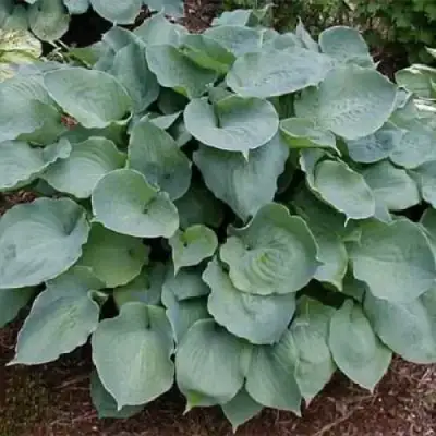 Хоста МУНЛАЙТ СОНАТА гибридная в Гродно