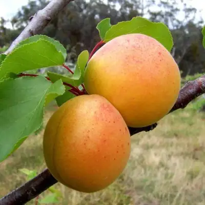 Абрикос ОРЛОВЧАНИН  в Гродно