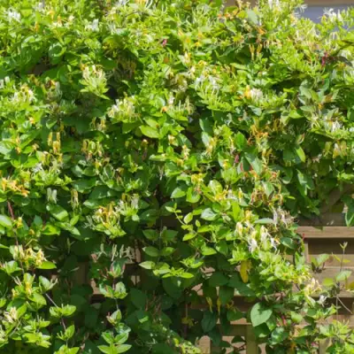 Жимолость ХАЛЛИАНА японская (Хелиана) в Гродно